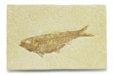Detailed Fossil Fish (Knightia) - Wyoming #289915-1